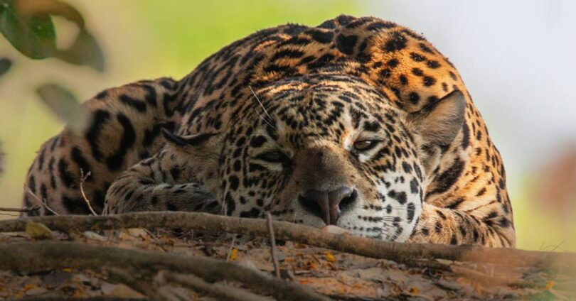 Estudo Revela 14,3 Mil Interações Entre Felinos E Humanos: Descubra Os Principais Comportamentos 1 2025 word3