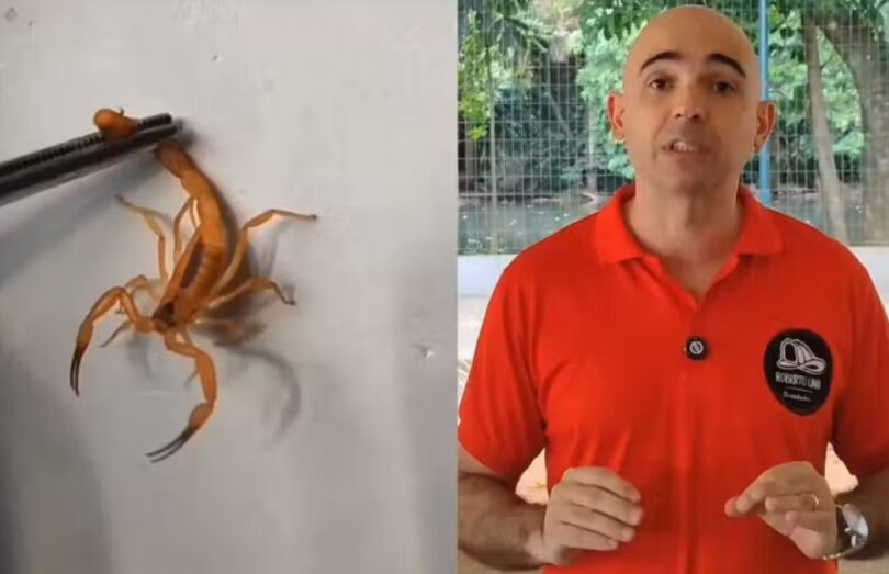 Como Agir Em Caso De Picada De Escorpião: Bombeiro Alerta Para Erros Comuns E Dá 5 Dicas Vitais 1 2025 word1