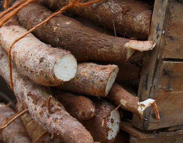 Preço Da Mandioca Registra Maior Queda Semanal Desde Julho: Saiba Mais 1 2025 word1