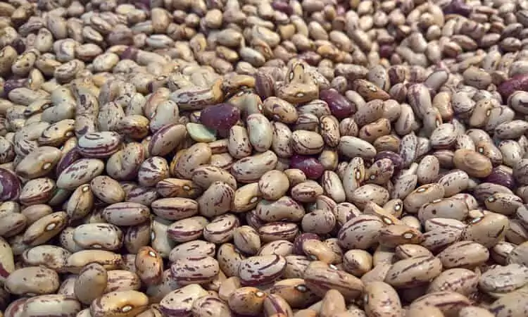 Mercado De Feijão Em Dezembro: Exportações Quebram Recorde Histórico Em 2025 1 2025 word3