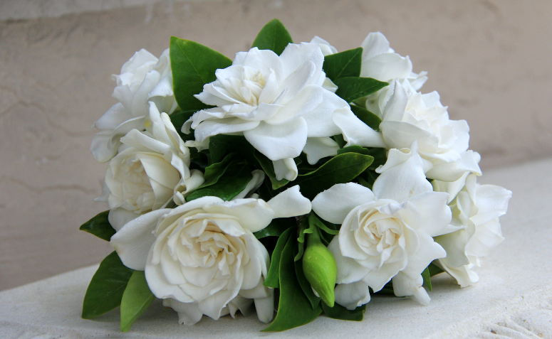 arranjo de gardênia perfumando a casa