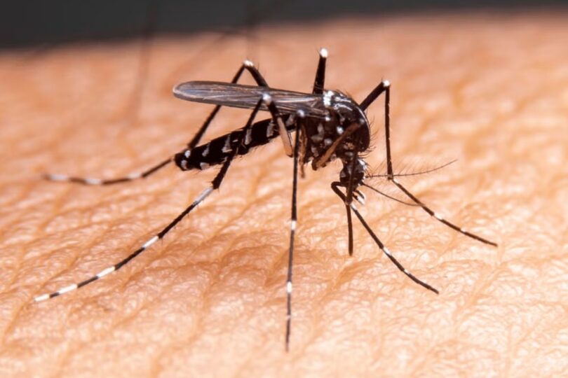 Cuiabá: Casos De Dengue Diminuem 25,5% Na Cidade 1 2025 word1