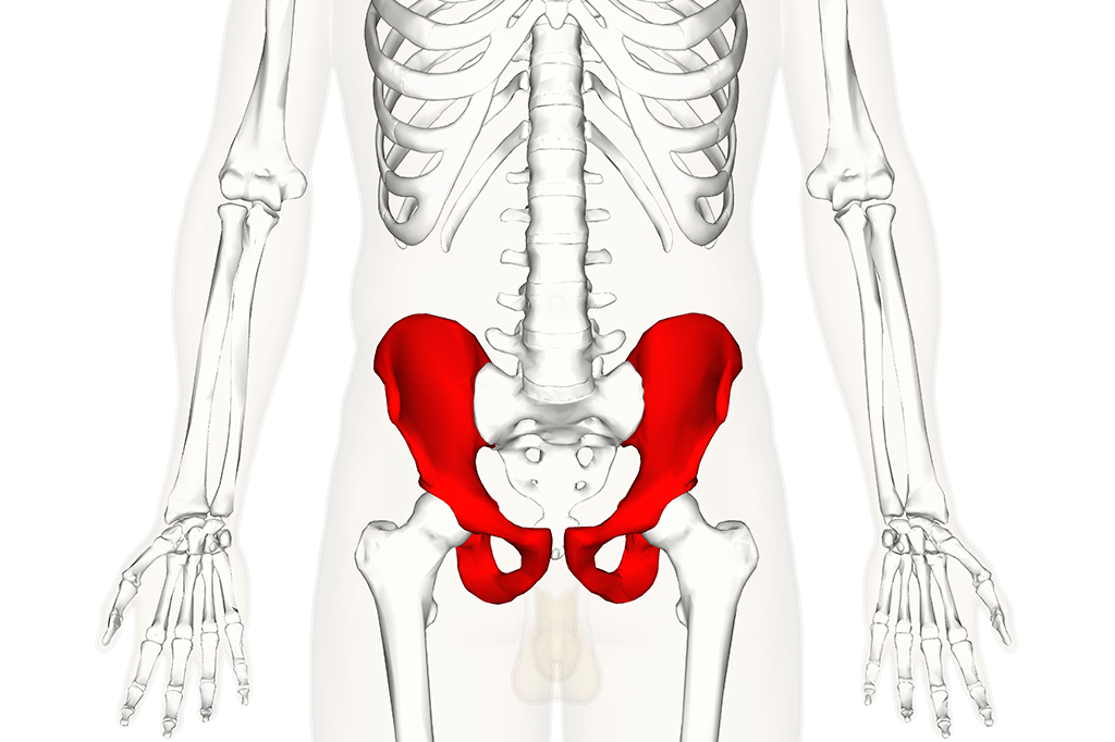 0912-Bipedalismo-Layout_Site- Ilustração do esqueleto humano com os ossos do quadril destacados em vermelho.