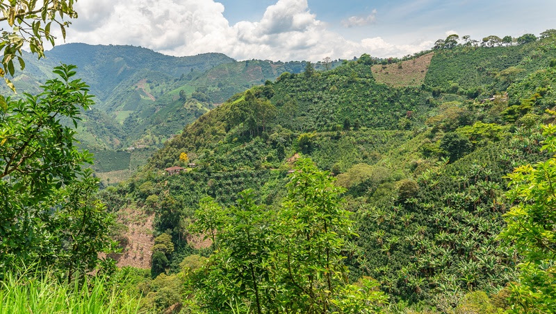 fazenda de café antioquia colombia