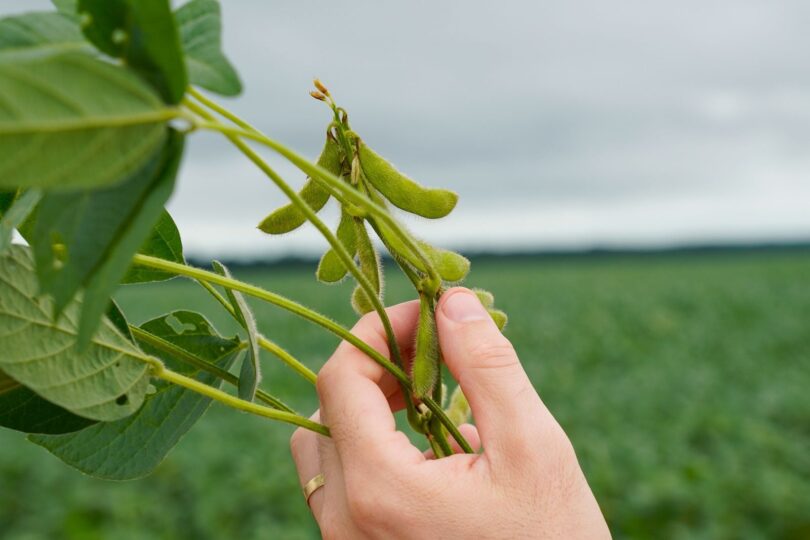 Sistema Financeiro É A Principal Fonte De Financiamento Para Produção De Soja Em Mato Grosso, Revela Pesquisa Do Imea 1 2025 word1