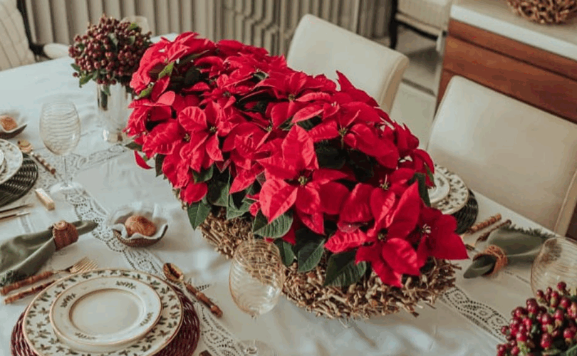 Top 10 Plantas De Natal Para Decorar Sua Casa E Celebrar As Festas Com Estilo 1 2025 word2