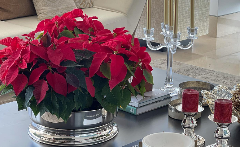 vaso de poinsétia vermelha decorando mesa de centro.