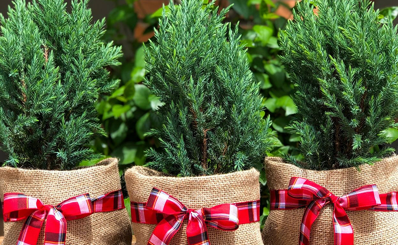 tuia em cestos natalinos com fitas para a decoração de Natal.