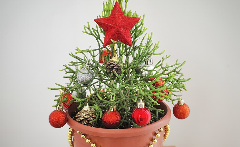 rhipsalis em vaso decorada com enfeites de Natal