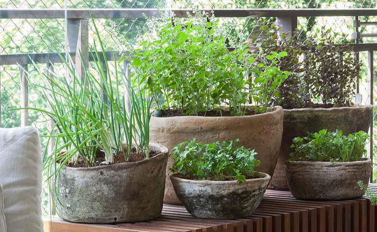 vasos de manjericão, cebolinha e hortelã sobre bancada em varanda.