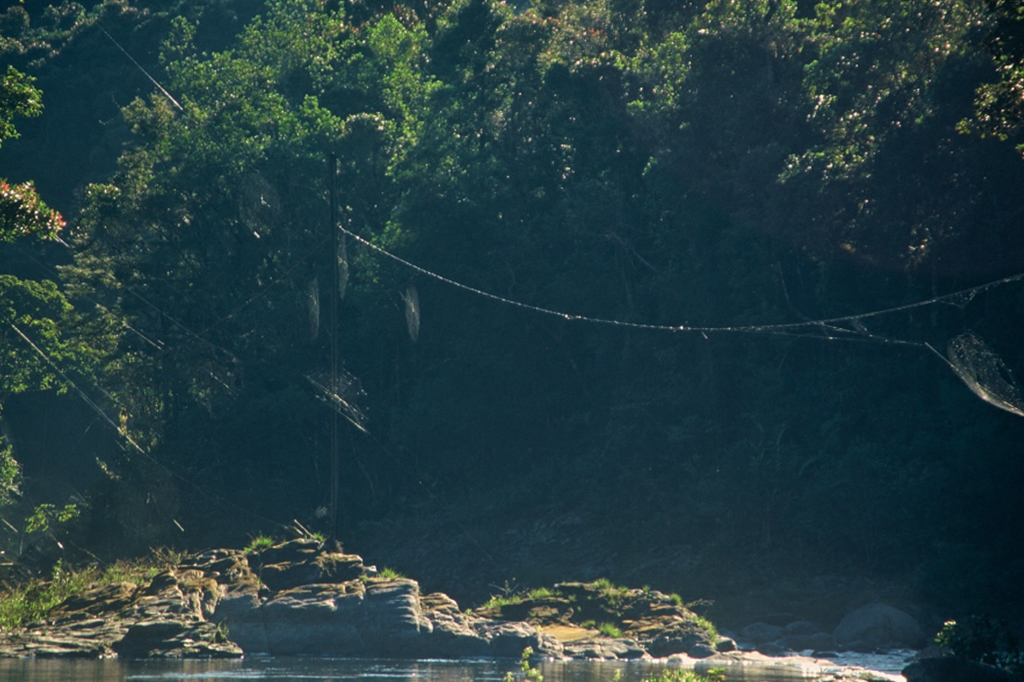 1312-Aranha-Layout_Site1 Fotografia de várias teias da aranha-da-casca-de-Darwin (Caerostris darwini) que se estendem sobre um rio.