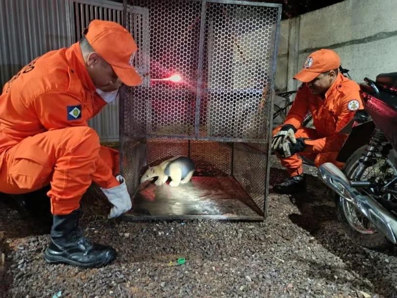 Bombeiros Resgatam Tamanduá-Mirim Em Quintal De Residência Em Confresa: Ação Emocionante No Mato Grosso 1 2025 word3