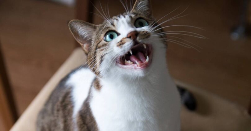 Gatos Miando Mais Para Homens: Descubra O Que Diz A Pesquisa 1 2025 word3