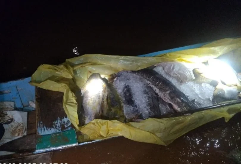 Pm Ambiental Apreende 182 Kg De Peixe Ilegal Em Rondonópolis: Saiba Mais Sobre A Operação 1 2025 word2