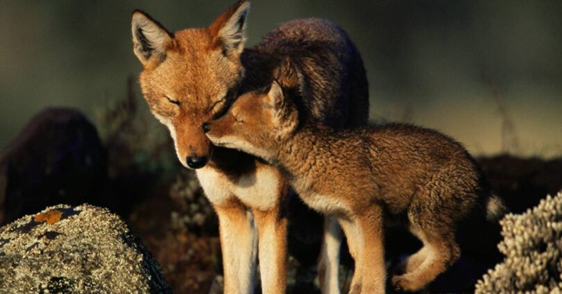 Ranking: Espécies Com Monogamia - Humanos Em 7º Lugar 1 2025 word2