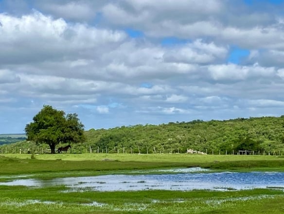 Manejo Do Campo Nativo Pós-Chuva: Orientações Da Embrapa Pecuária Sul Para Produtores 1 2025 word2