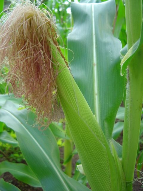 Câmara Setorial De Grãos Analisa Os Efeitos Do Clima Na Produção De Milho 1 2025 word3