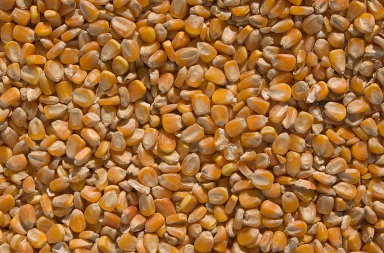 Leilões De Compra De Milho: 95 Mil Toneladas Em Destaque Para O Dia 18 1 2025 word2