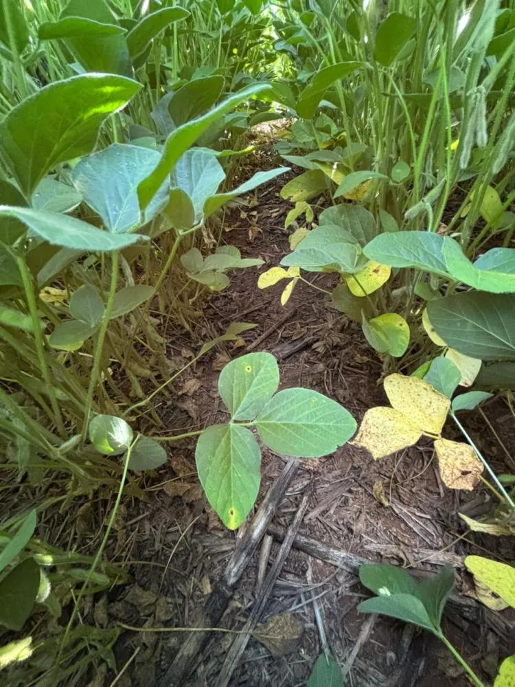 Principais Doenças Da Soja: Atenção No Início Da Safra Em Mato Grosso 1 2025 word3