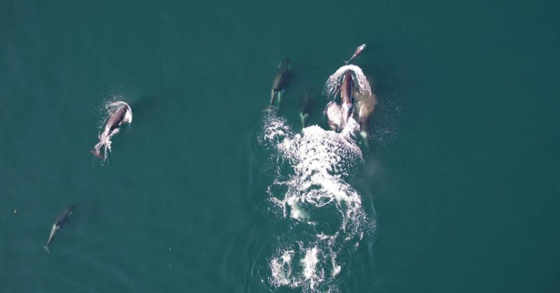 Orcas E Golfinhos Formam Parceria Incomum Para Caçar Salmões: Vídeo Incrível! 1 2025 word3