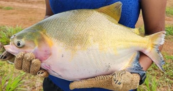 Integração De Espécies Na Piscicultura Amazônica: Aumentando Produtividade De Forma Sustentável 1 2025 word1