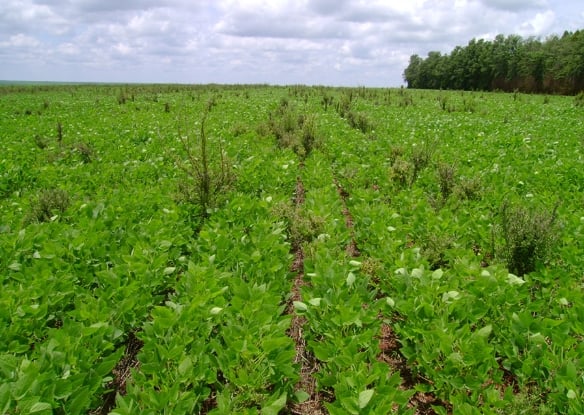 Bioherbicida: Bactérias Da Caatinga Para Controle De Plantas Invasoras 1 2025 word1