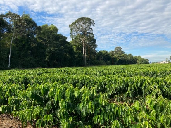 Cafeicultura De Rondônia: Balanço De Carbono É Destaque Em Eventos Internacionais 1 2025 word1