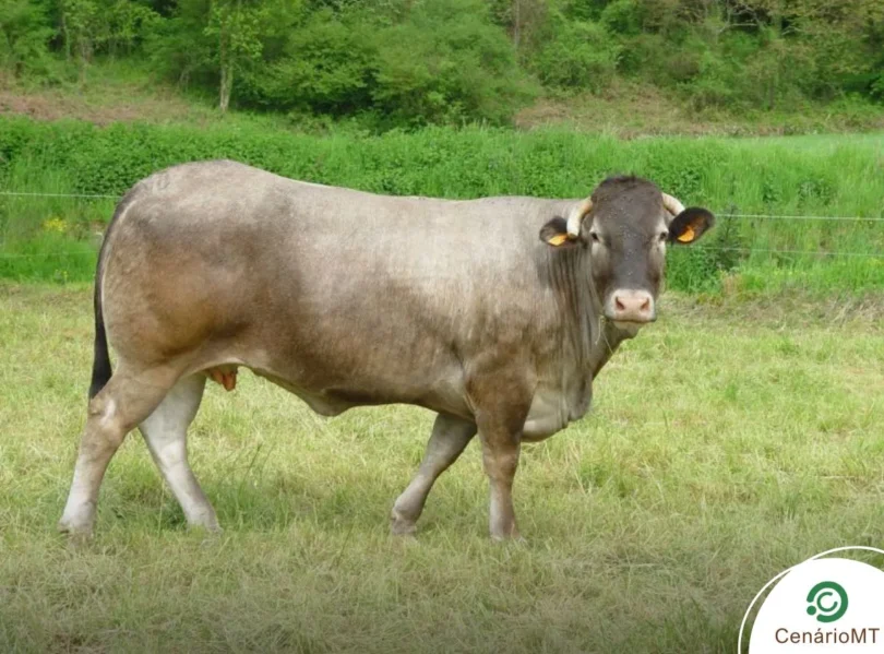 Mato Grosso Quebra Recorde: Maior Exportação Mensal De Carne Bovina Da História 1 2025 word3
