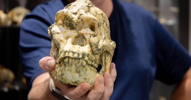 Estudo Sugere Nova Espécie De Hominídeo Baseada Em Fóssil Pé Pequeno 1 2025 word1