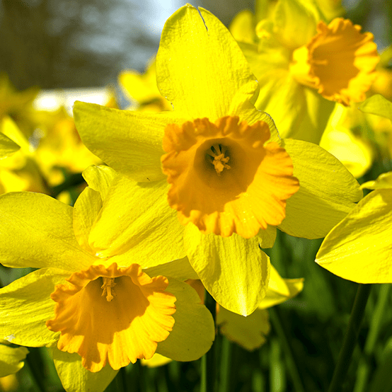 Narciso-Fw_ 2025 word1