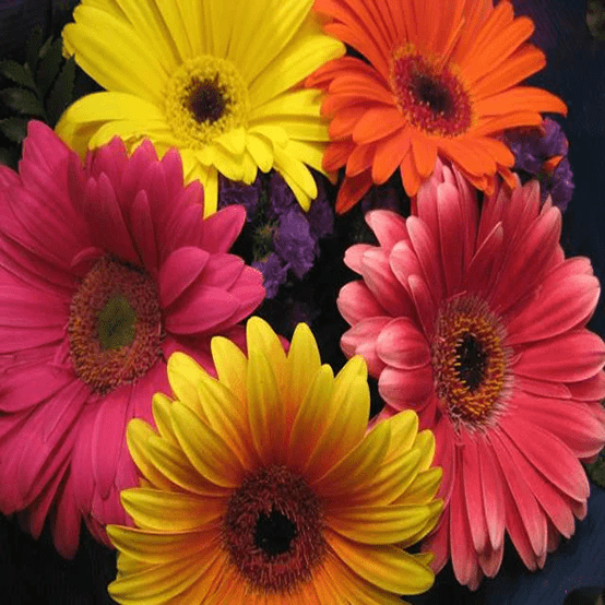 Gerbera-Fw_ 2025 word1