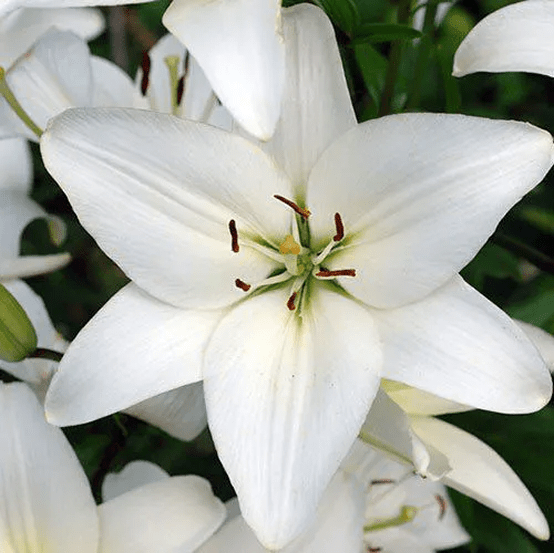 Lirio-Fw_ 2025 word1