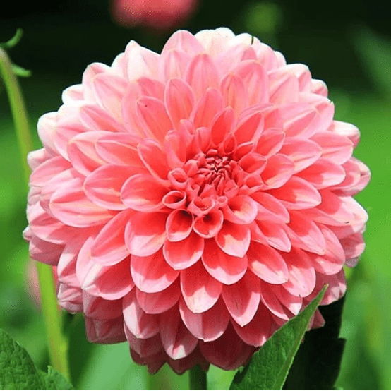 Dalia-Fw_ 2025 word1