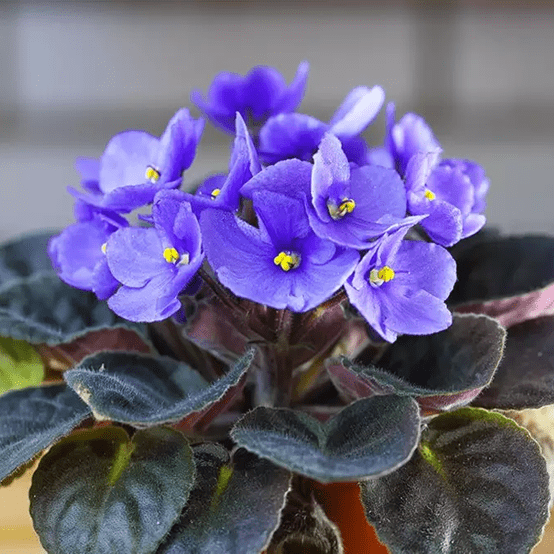 Violeta-Fw_ 2025 word1