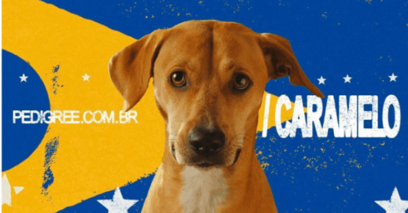 Descoberta Surpreendente: Mapa Genético Do Vira-Lata Caramelo Brasileiro É Revelado 1 2025 word3