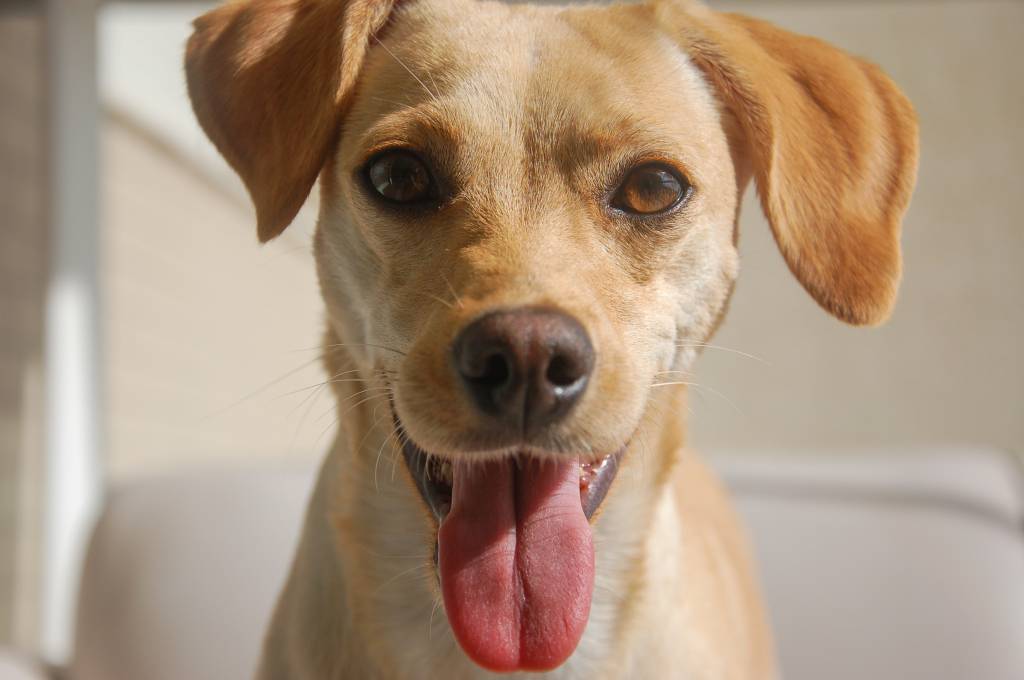 Vira-Lata-Caramelo-02 2025 word3