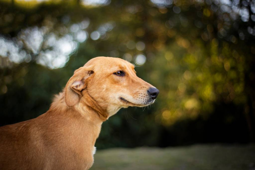 Vira-Lata-Caramelo-03 iStock