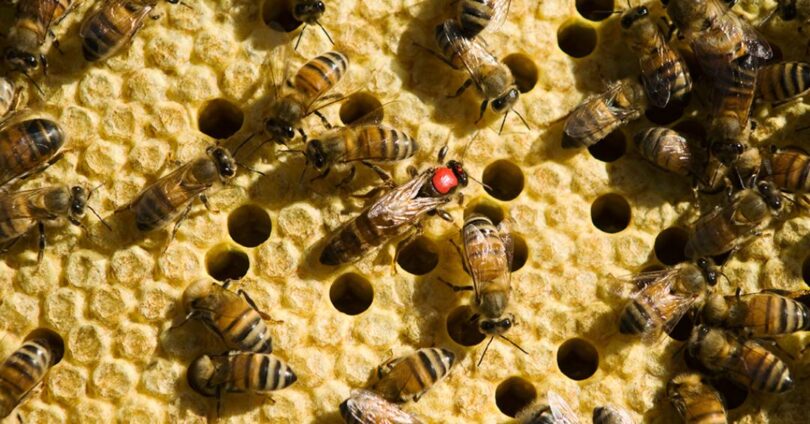 Revolta De Operárias Afeta Colônias De Abelhas: Relação Com Rainhas Enfraquecidas Por Vírus 1 2025 word3