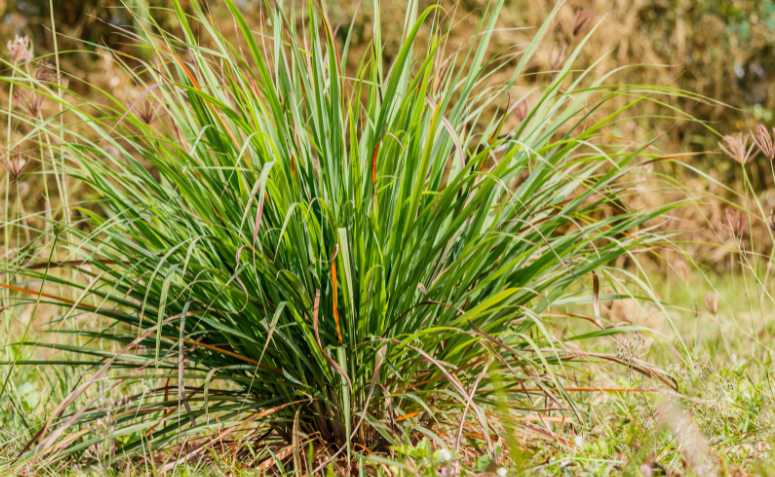 citronela em ambiente natural, planta usada para afastar insetos