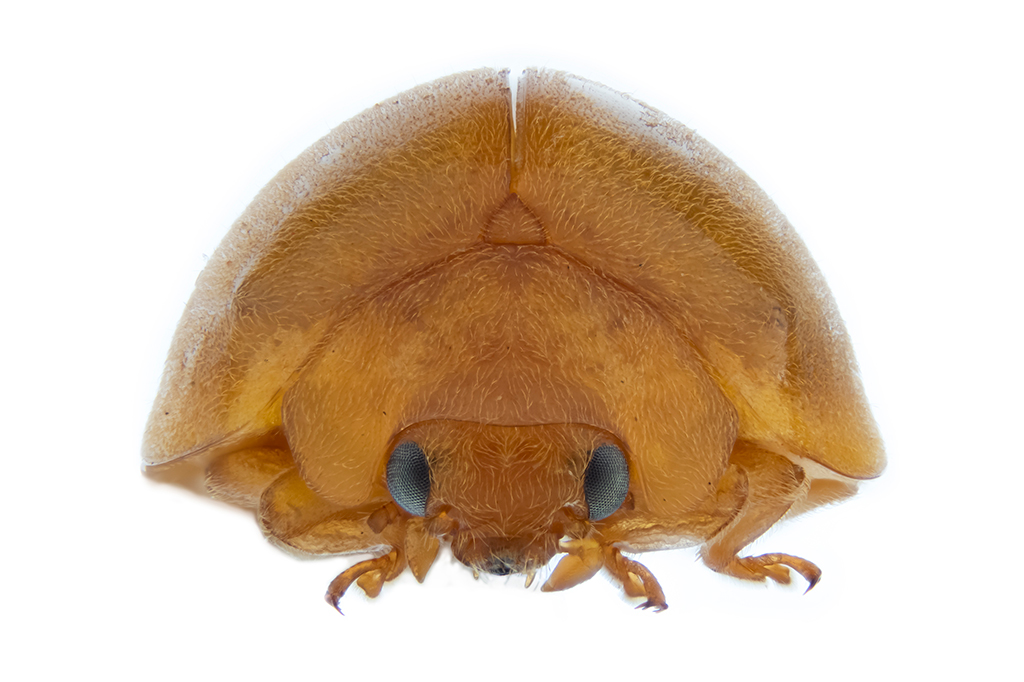 Fotografia da Mada gregaria é uma nova espécie de joaninha pertencente ao grupo Mada adusta.