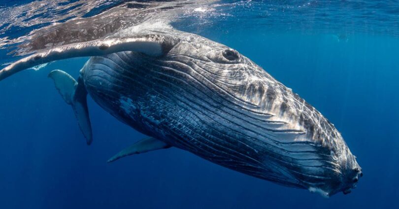 Dna De Baleias-Jubarte Revela Marcas Da Caça Predatória Do Século 20 1 2025 word3