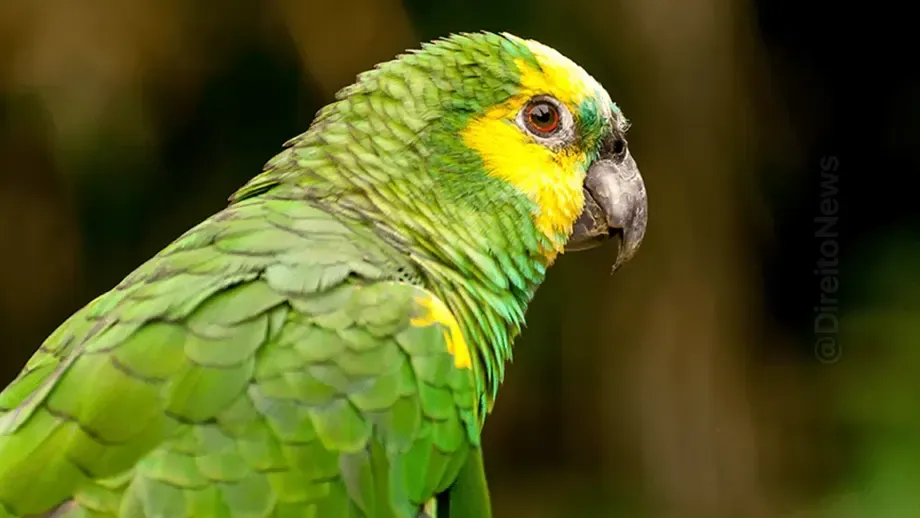 tjdf concede guarda definitiva papagaio 10 anos tutora