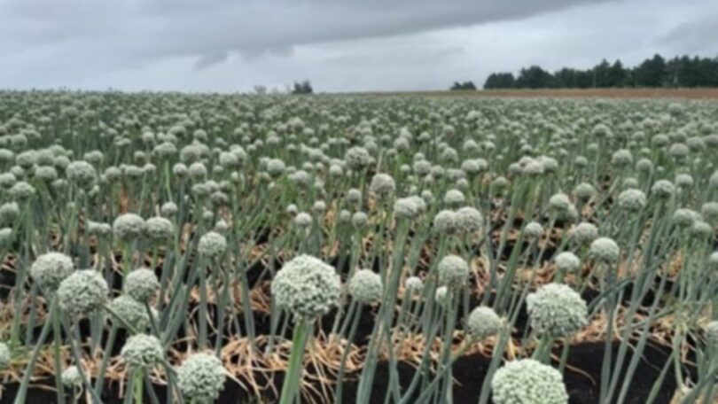 Olerícolas No Rio Grande Do Sul: Potencial Produtivo De Consumo E Sementes 1 2025 word2