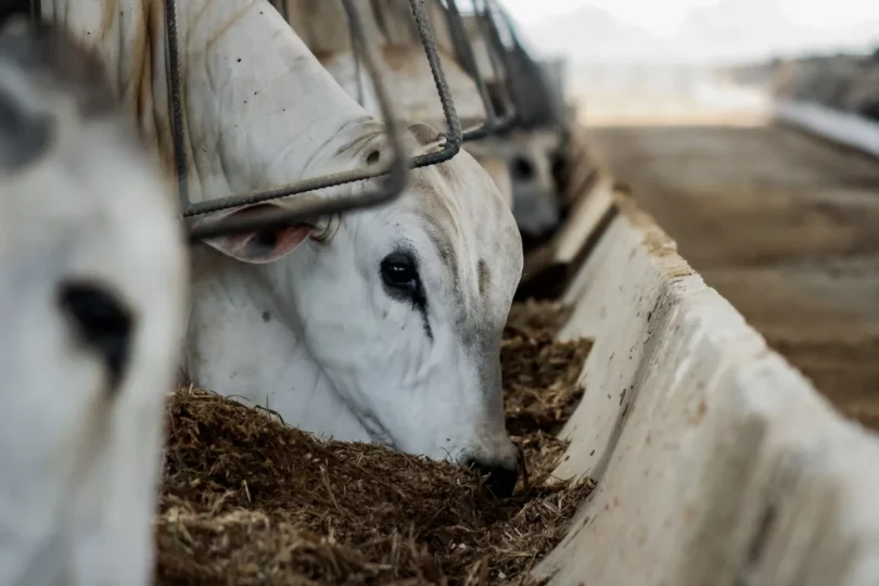 Rebanho Bovino De Mato Grosso Reduz Em 500 Mil Cabeças, Segundo Indea: O Que Isso Significa? 1 2025 word1