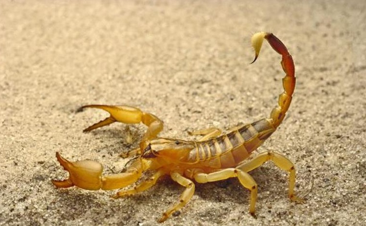 Aumento De Casos De Acidentes Com Escorpiões Em Mato Grosso Preocupa Autoridades 1 2025 word1