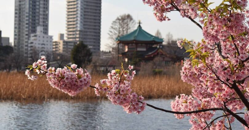 Descubra Os 10 Melhores Parques E Jardins Em Tóquio Para Relaxar Em Meio À Natureza 1 2025 word3