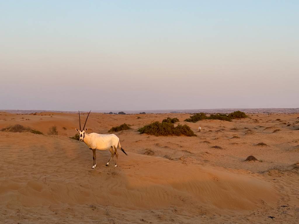 Órix-da-arábia dubai