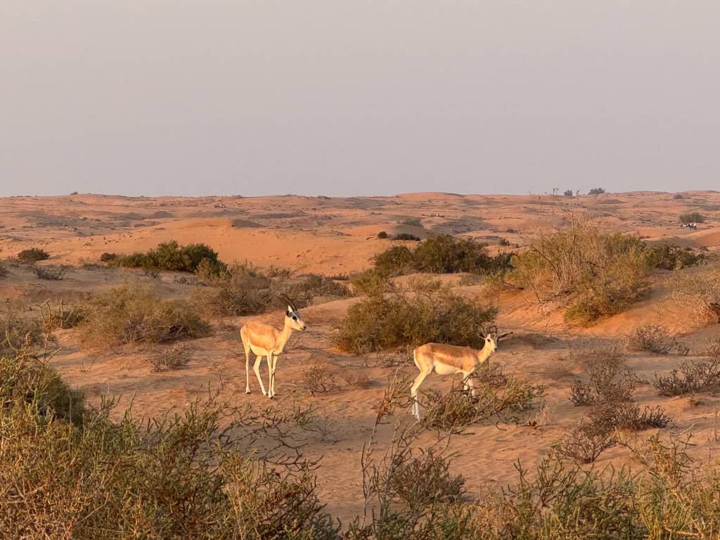 gazelas-árabes dubai