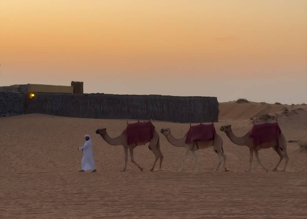 camelos dubai