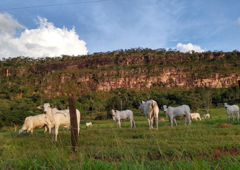 Fazenda Em Mt É Condenada Por Morte De Bois Após Rompimento De Cabo De Alta Tensão 1 2025 word2